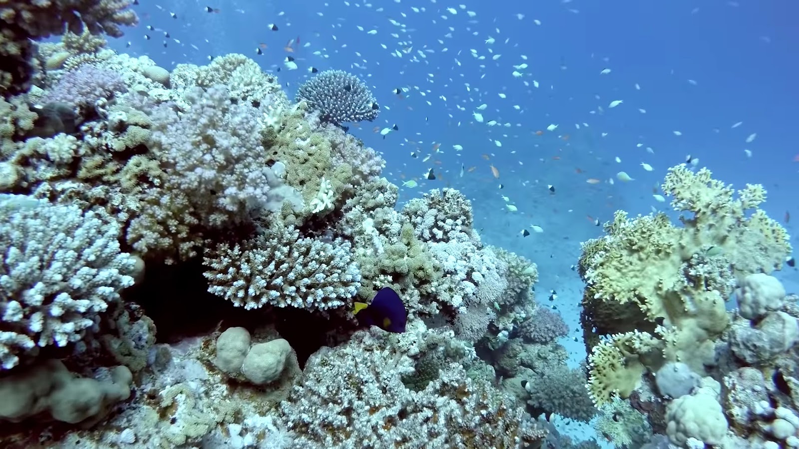 Exploration sous-marine en Égypte : Découvrez la Plongée