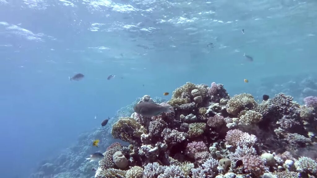 Coral reef with fish